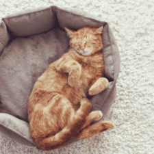 Fluffy's Sleeping Habits