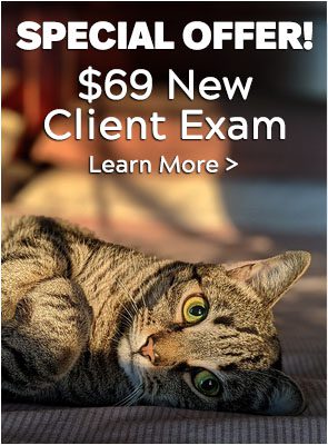 Special Offer! $69 New
Client Exam - Learn More