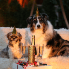 Two dogs with party hats and wine