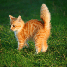 Ginger kitten with standing tail in a grassy lawn