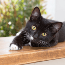 Black cat with long whickers lounging on wooden furniture facing forward