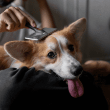 Brownish adult dog having a brush on the head while tongue is dangling out