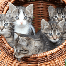 Five gray kittens peeking from inside a brown woven basket