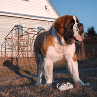 Brownish St. Bernard dog standing outside a house with a grayish toy on the ground
