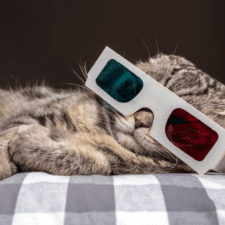 Gray cat with a 3D eyeglasses lays on a gray checkered cloth