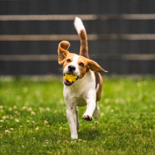 Brownish dog in a grassy garden with yellow fetch toy in the mouth