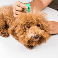 Brown curly terrier getting hair checks