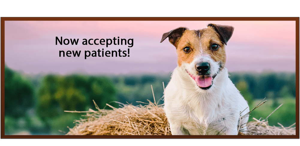 Now accepting new patients!