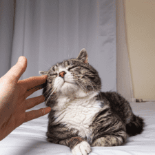 Gray senior cat getting a head massage