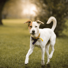 White mutt dog with brown right cheek and ears