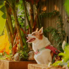 Corgi wearing a red harness sitting in a lush, sunlit garden.