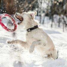 White dog leaping in snow to catch a red ring toy.