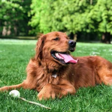 Golden retriever lying on green grass with a ball, tongue out, in a park.