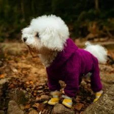 Small white dog wearing a purple outfit and yellow booties standing on a forest trail.