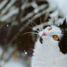 A black and white cat on a snowy forest setting.