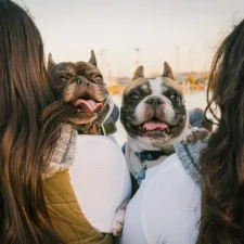 Two French bulldogs being held by two people, looking at the camera with tongues out.