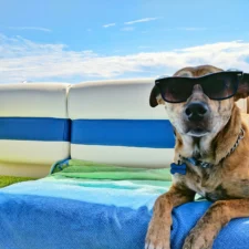 Dog wearing sunglasses lounging on a boat seat under a blue sky.