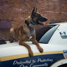 A German Shepherd on top of a police car trunk.