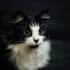 Black-and-white long-haired cat with green eyes against a dark background.