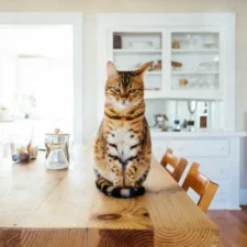 Tabby cat sitting on a wooden table in a bright kitchen.