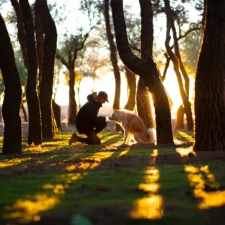 Person kneeling to pet a dog in a sunlit forest at golden hour.
