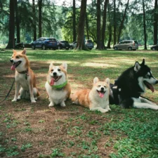 Four dogs sitting together on grass in a tree-filled park.