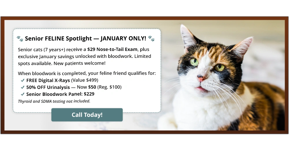 Senior Feline Spotlight – January Only. Senior cats (7 years+) receive a $29 nose-to-tail exam, plus exclusive January savings unlocked with bloodwork.